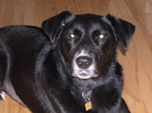 Jessie, notre Labrador qui fut l'inspiration d'Animachien et celle qui nous a fait connatre la zoothrapie